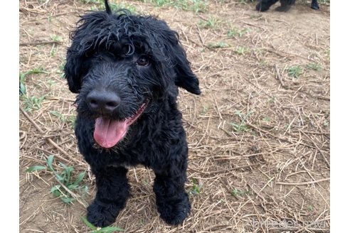 成約済の東京都のその他の犬種-236108の2枚目