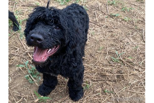 成約済の東京都のその他の犬種-236108の1枚目