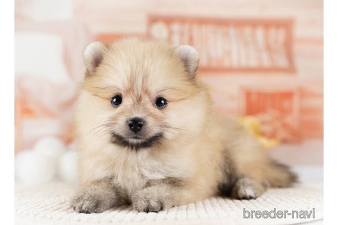 成約済の神奈川県のポメラニアン-254661の3枚目