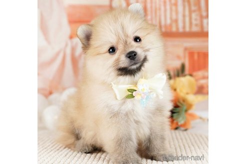 成約済の神奈川県のポメラニアン-254661の4枚目