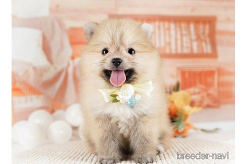 成約済の神奈川県のポメラニアン-254661