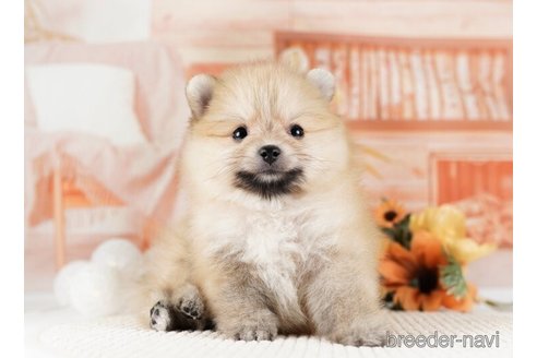 成約済の神奈川県のポメラニアン-254661の5枚目