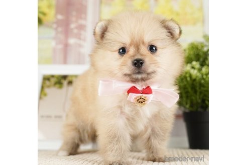 成約済の神奈川県のポメラニアン-254664の5枚目