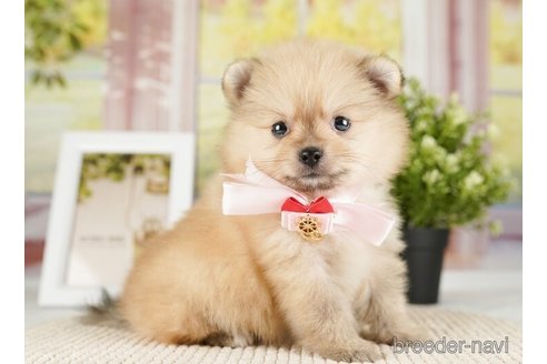 成約済の神奈川県のポメラニアン-254664の3枚目