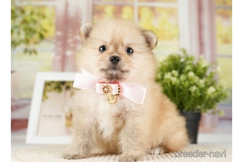 成約済の神奈川県のポメラニアン-254664の4枚目