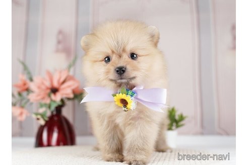 成約済の神奈川県のポメラニアン-254665の4枚目