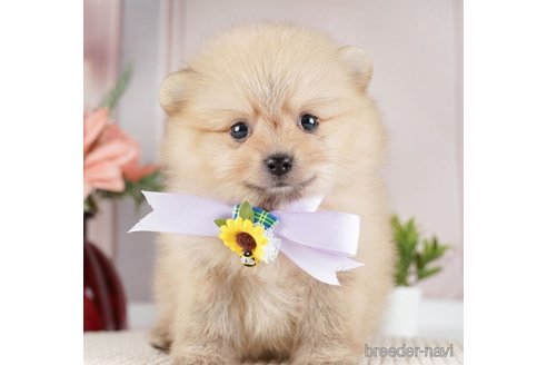 成約済の神奈川県のポメラニアン-254665の5枚目