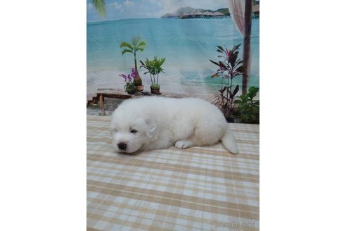 成約済の千葉県のグレートピレニーズ-254673の4枚目
