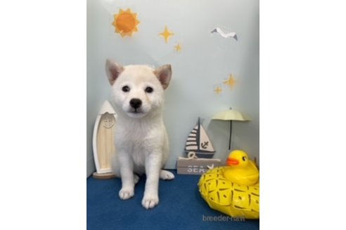 成約済の北海道の柴犬-252014の5枚目
