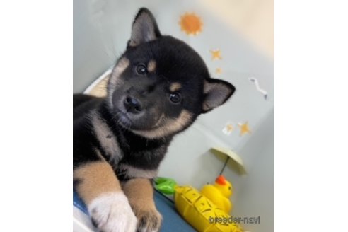 成約済の北海道の柴犬-253341の8枚目