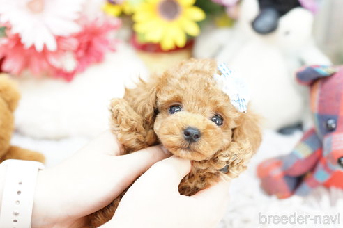 成約済の埼玉県のトイプードル-254693の3枚目