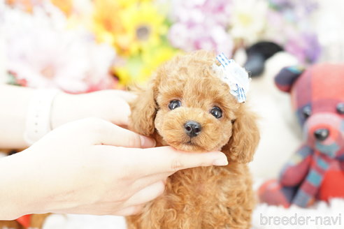 成約済の埼玉県のトイプードル-254693