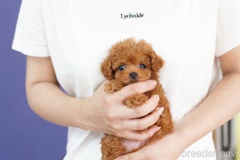 成約済の埼玉県のトイプードル-254696の4枚目