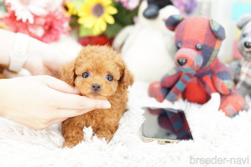 成約済の埼玉県のトイプードル-254696の3枚目