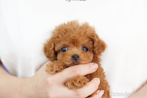 成約済の埼玉県のトイプードル-254696の1枚目