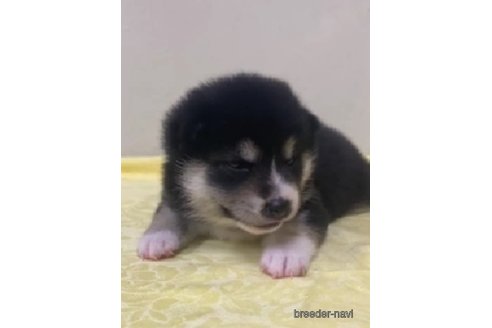 成約済の静岡県の柴犬-254715の3枚目
