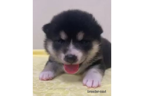 成約済の静岡県の柴犬-254715の1枚目
