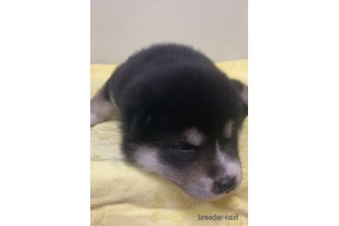 成約済の静岡県の柴犬-254715の2枚目