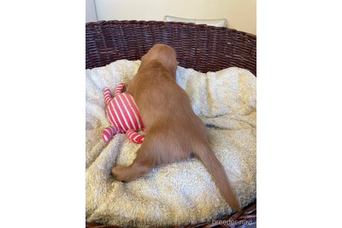 成約済の愛知県のミニチュアダックスフンド(ロングヘアード)-254733の4枚目