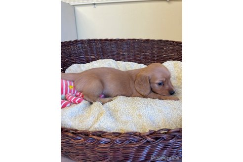 成約済の愛知県のミニチュアダックスフンド(ロングヘアード)-254733の5枚目