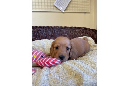 成約済の愛知県のミニチュアダックスフンド(ロングヘアード)-254733