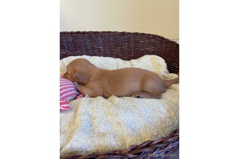 成約済の愛知県のミニチュアダックスフンド(ロングヘアード)-254733の3枚目