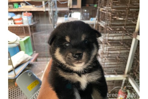成約済の広島県の柴犬-254740の1枚目