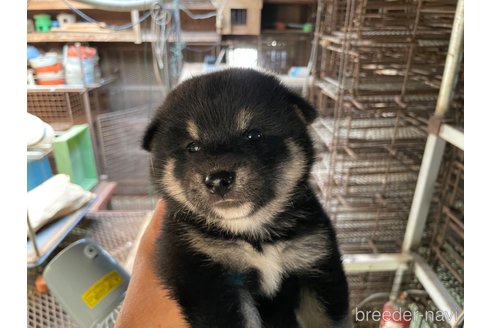 成約済の広島県の柴犬-254740の3枚目