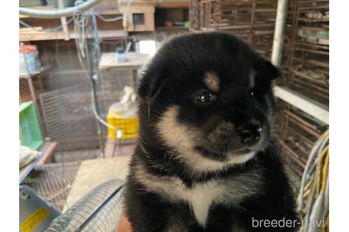 成約済の広島県の柴犬-254740の4枚目