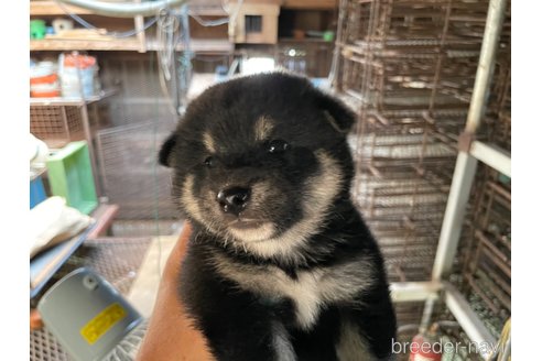 成約済の広島県の柴犬-254740の5枚目