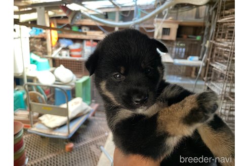成約済の広島県の柴犬-254741の1枚目