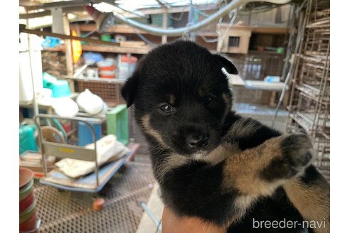 成約済の広島県の柴犬-254741の4枚目