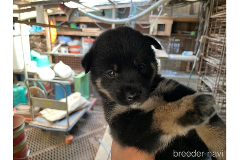 成約済の広島県の柴犬-254741の2枚目