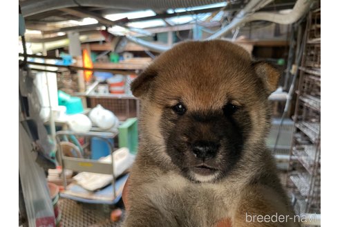 成約済の広島県の柴犬-254742の1枚目
