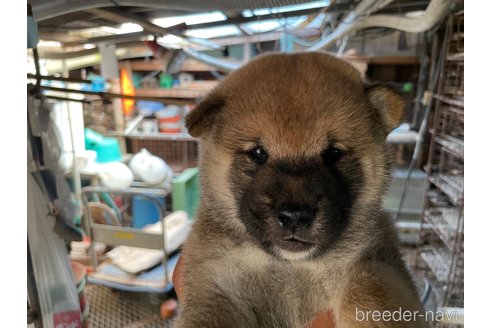 成約済の広島県の柴犬-254742の2枚目