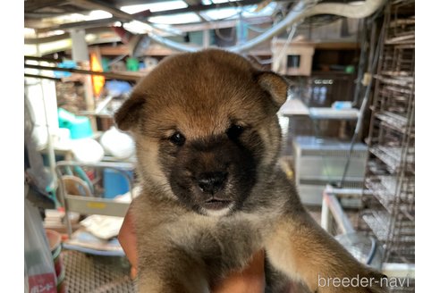 成約済の広島県の柴犬-254742の3枚目