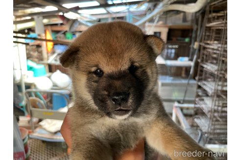 成約済の広島県の柴犬-254742の4枚目