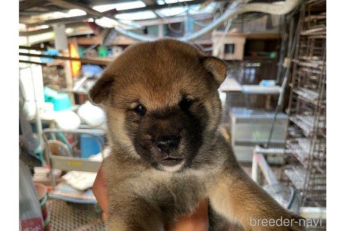 成約済の広島県の柴犬-254742の5枚目