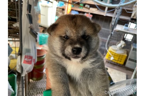 成約済の広島県の柴犬-254746の1枚目