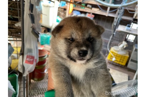 成約済の広島県の柴犬-254746の6枚目
