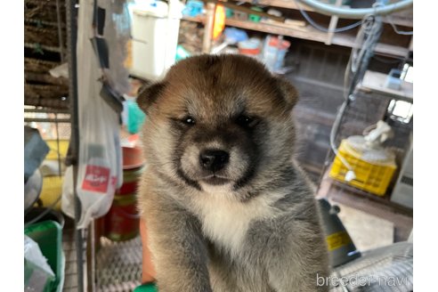 成約済の広島県の柴犬-254746の2枚目