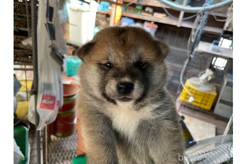 成約済の広島県の柴犬-254746の3枚目