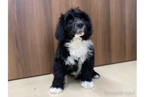 成約済の東京都のその他の犬種-250821の12枚目