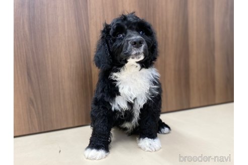 成約済の東京都のその他の犬種-250821の11枚目