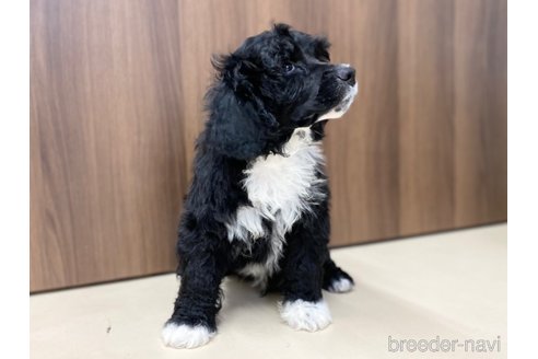 成約済の東京都のその他の犬種-250821の10枚目
