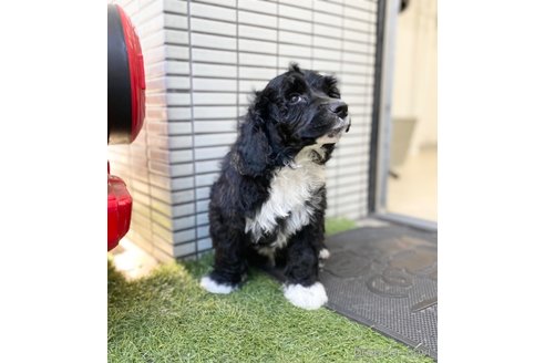 成約済の東京都のその他の犬種-250821の9枚目
