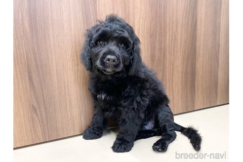 成約済の東京都のその他の犬種-250822の8枚目