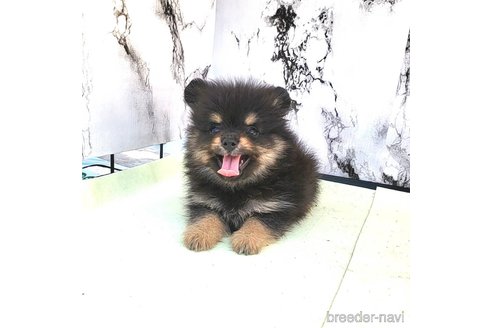 成約済の茨城県のポメラニアン-251778の2枚目