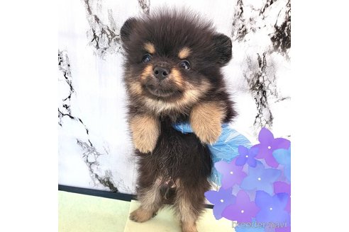 成約済の茨城県のポメラニアン-251778の1枚目