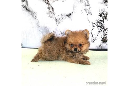 成約済の茨城県のポメラニアン-251770の49枚目